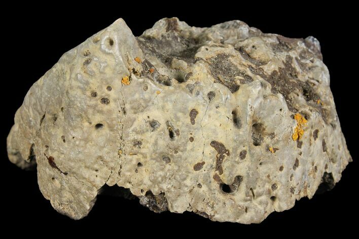 Ceratopsian Frill Shield Section - Canada #94870